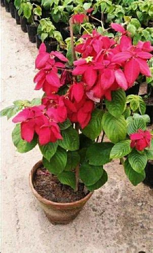 Well Watered Red Musanda Flower Plant Trees, Packaging Type: Bag, Summer Bloom at Rs 95/piece in ...