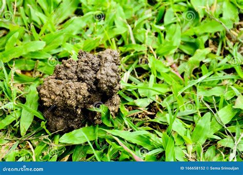 The Earthworm Creates a Habitat on Lawns. Stock Photo - Image of garden ...