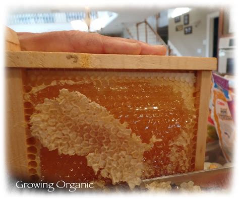 Growing Organic : Harvesting Honey