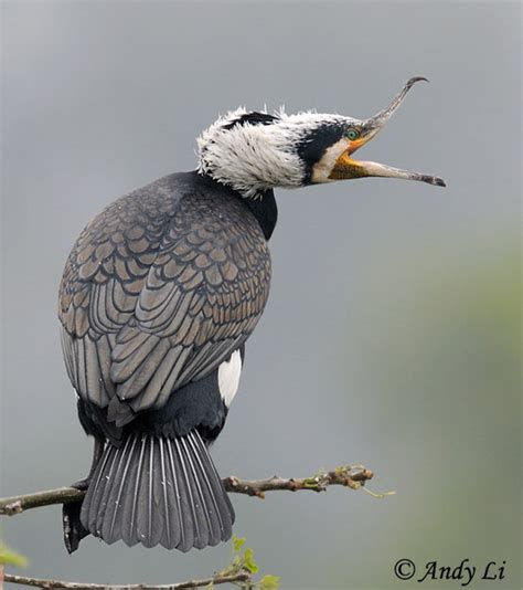 Great Cormorant - Species Information and Photos