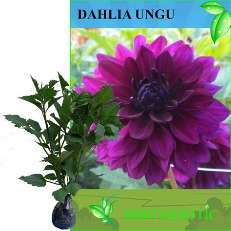 Jual Bunga Dahlia Ungu (Tinggi 30 cm) | Shopee Indonesia