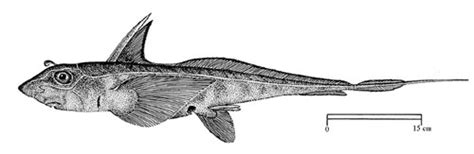 Palaeos Vertebrates: Chondrichthyes: Chimaeriformes