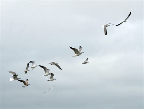 Seagulls Flying Free Stock Photo - Public Domain Pictures