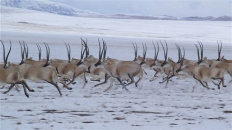 Tibetan antelopes on Qiangtang Grassland, northern Tibet - China Plus