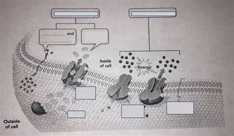 Active vs. Passive Transport Diagram Diagram | Quizlet