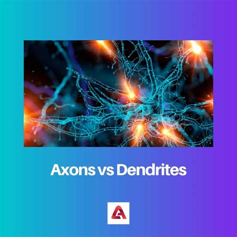 Axons vs Dendrites: Difference and Comparison