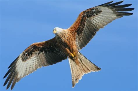 Red Kite | Creatures | Pinterest | Red Kite, Bird and Creatures