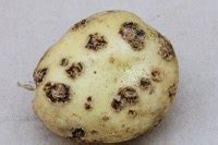 Common Scab — Potato Extension