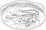 A Crocodile Coloring Page  Free Printable Pages For Kids sketch template