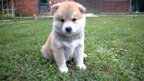 Akita Inu puppy - YouTube