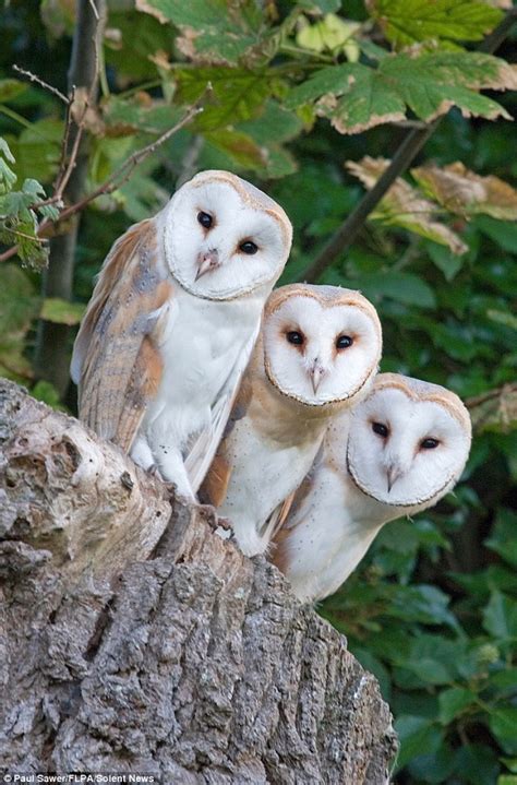 Wrapped up in cotton wool: Photos capture adorable newborn barn owls turning from balls of fur ...