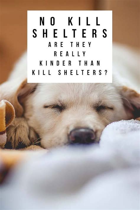 No Kill Shelters - Are They Really Kinder Than Kill Shelters?