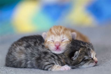 Baby Kittens Sleeping Wallpaper