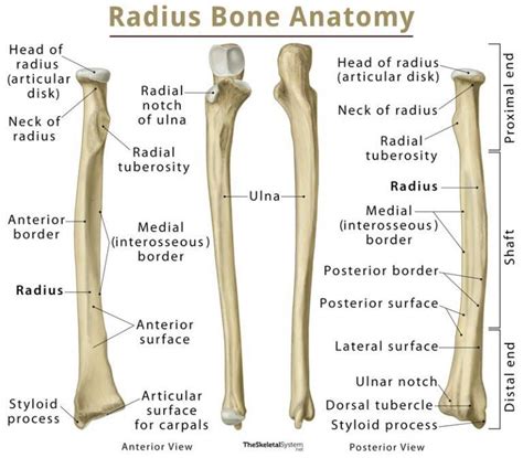 Diagram Of A Radius