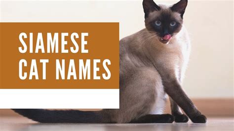 Best 200 Siamese cat names - Zoological World