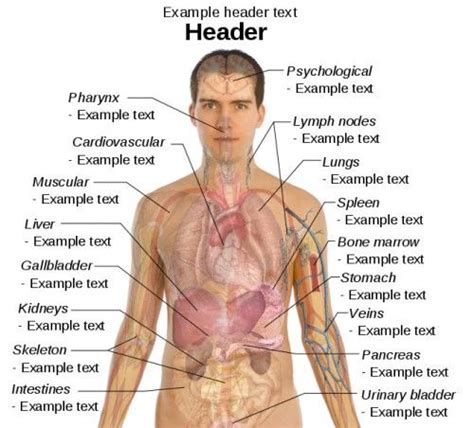 www.investinlibya.org~Human Anatomy Body | Human body organs, Human body anatomy, Anatomy organs