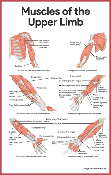 Upper Body Muscle Names / Build Muscle Fast / This deep muscle arises ...