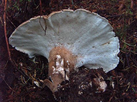 Polypore? - Mushroom Hunting and Identification - Shroomery Message Board