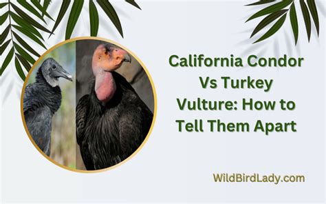 California Condor Vs Turkey Vulture: How to Tell Them Apart