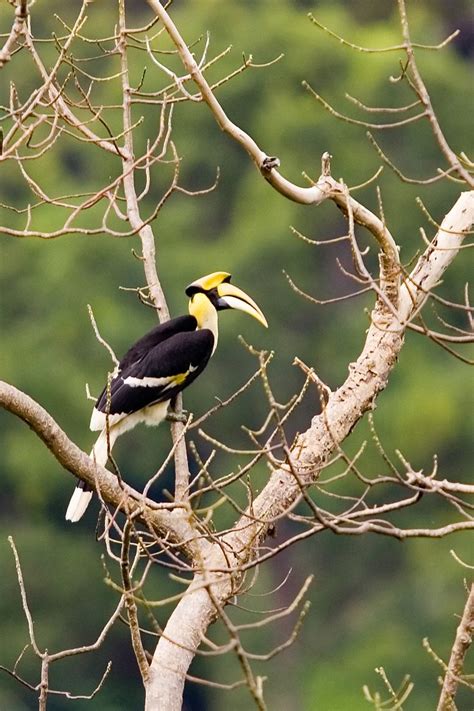 Great Hornbill Free Photo Download | FreeImages