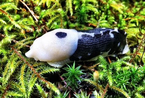 Found this cool monochromatic Banana slug in the damp BC f… | Flickr