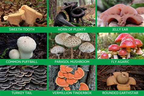 Kingdom Fungi Definition and Examples in Biology - With Photos