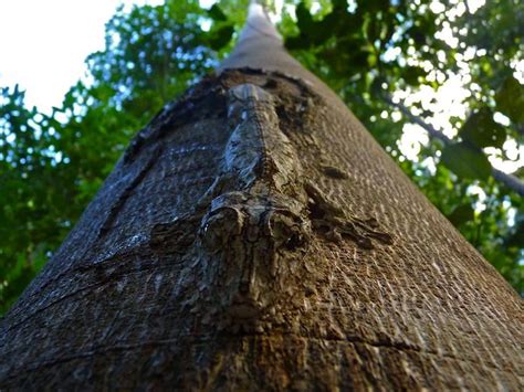 Les camouflages d'animaux les plus spectaculaires | Photographie ...