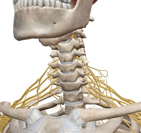 Trapped Nerve The Osteopath