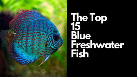 15 Best Blue Freshwater Fish 🐟 - YouTube