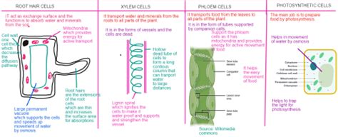 Specialised Plant Cells: Complete Revision on GCSE Biology Cells | Gcse biology revision, Cell ...