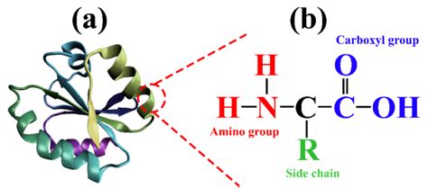 What Are Examples Of Protein Polymers? - TheBlogByte