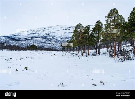 Winter landscape in Abisko National Park, Abisko, Sweden Stock Photo ...