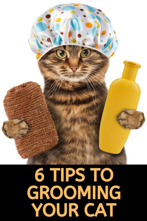 48 Best Cat Grooming Styles | Cat images in 2020 | Cat grooming styles, Cat grooming, Cat groomer