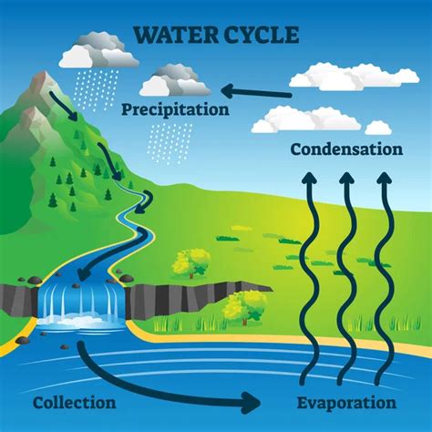 Water cycle vector illustration. Labeled earth hydrologic process explanation