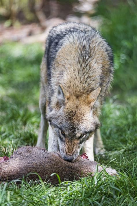 https://flic.kr/p/JjTSPp | Wolf eating its prey | A wolf eating a young deer in the grass ...