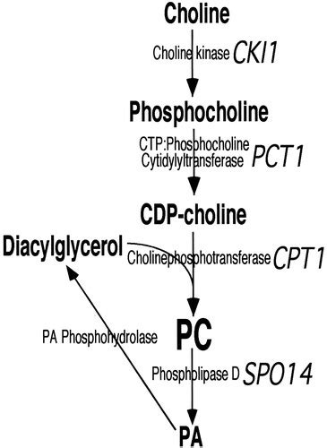 Phosphatidylcholine Synthesis Influences the Diacylglycerol Homeostasis Required for Sec14p ...