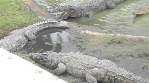 crocodile eating man live - YouTube