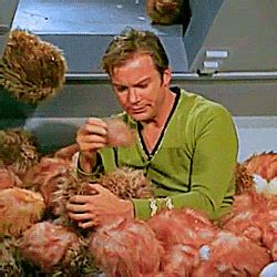 my gifs star trek william shatner James T. Kirk tribbles the quality is horrible but whatever ...