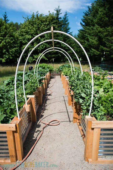 Arched Vegetable Garden Trellis made from PVC pipe | Garden arch trellis, Diy garden trellis ...