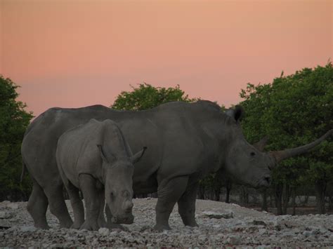 mom and baby rhino | Good Nature Travel Blog