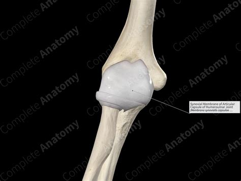 Synovial Membrane of Articular Capsule of Humeroulnar Joint | Complete Anatomy