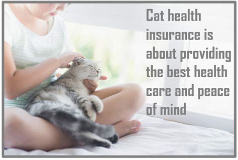 Is cat insurance worth it? – PoC – our relationship with cats and other animals