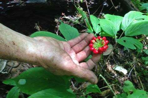 Wild ginseng harvesting season is open | WJET/WFXP/YourErie.com