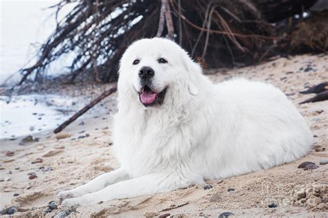 Polish Tatra Sheepdog Role model in its breed Photograph by Michal Bednarek - Fine Art America