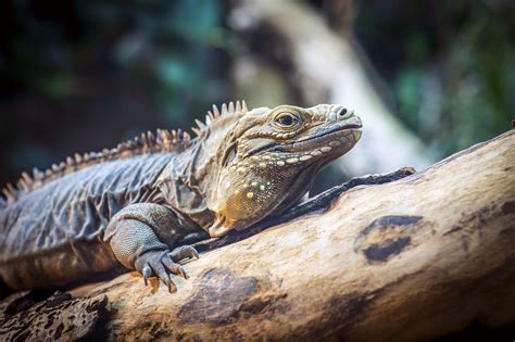 Lesser Antillean Iguana - Free photo on Pixabay