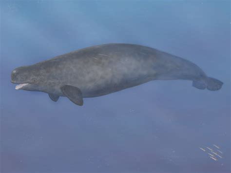 Narwhal and beluga whales create new hybrid, confirms study | Canoe.Com