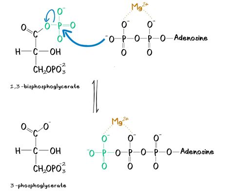 Phosphoglycerate-Kinase - PhD Muscle