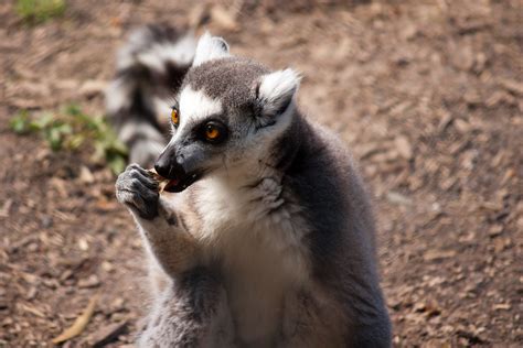 Lemur eating | skepticalview | Flickr