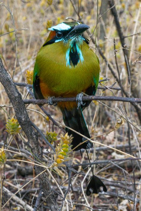 Motmot bird feathers