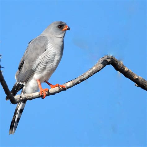 Gabar Goshawk – Holmen Birding Safaris